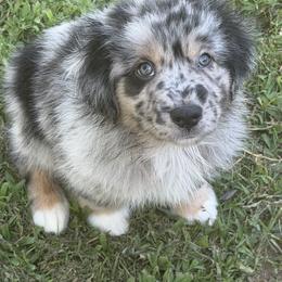 Australian Shepherd Puppies from Kamm's Aussies