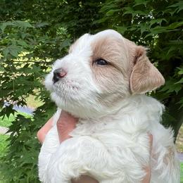 Ryder - Parti male Miniature Schnauzer puppy in Grayson, Kentucky from Seventh Heaven Schnauzers