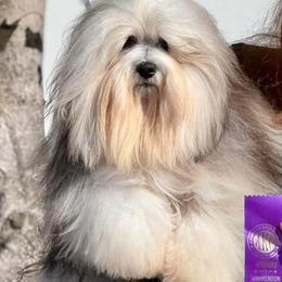 Misty - Havanese