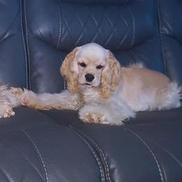 Cocker Spaniel Puppies from Top Notch Sporting Dogs