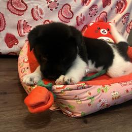 Red girl 2 - Black female Akita puppy in Las Vegas, Nevada from Ishikawa Akita's