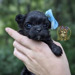 Tiny Babydoll Poppy - Black female Morkie puppy in Barren Springs, Virginia from Seeking Shalom Acres Maltese, Maltipoos & Havamalts