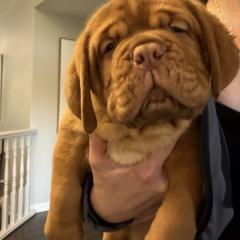 Purple Collar - Red female Dogue de Bordeaux puppy in Woodburn, Oregon from Willamette Valley Dogues