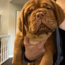 Purple Collar - Red female Dogue de Bordeaux puppy in Woodburn, Oregon from Willamette Valley Dogues