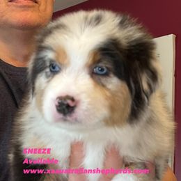 Girl 1 - Blue merle Australian Shepherd puppy in Gowen, Michigan from XA AUSTRALIAN SHEPHERDS