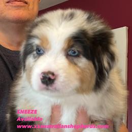 Girl 1 - Blue merle Australian Shepherd puppy in Gowen, Michigan from XA AUSTRALIAN SHEPHERDS