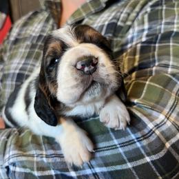Boy 2 - Black brown and white male Basset Hound puppy in Noblesville, Indiana from Russell Bassets