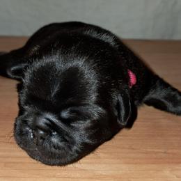 Pink girl - Black female Pug puppy in Elma, Washington from Kismet Kennels, Exclusively Pugs