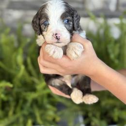 Henry - Merle male Double Doodle puppy in Millersburg, Ohio from T Sanctum