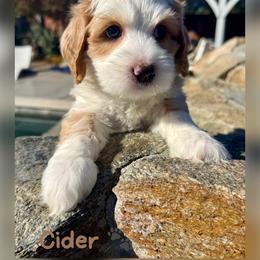 Cider - Apricot male Australian Labradoodle puppy in Sacramento, California from Delta Breeze Labradoodles