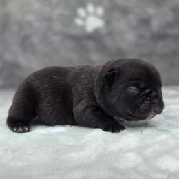 Blue boy - Brindle male French Bulldog puppy in Polk City, Florida from Best Friend Frenchies, LLC
