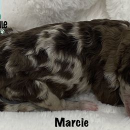 Girl 4 - Goldendoodle puppy in Franklin, Tennessee from Hey Doodle Doodle