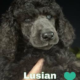 Poodle Puppies from GYCAM STANDARD POODLE