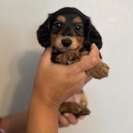 Espresso - Black and tan female Dachshund puppy in Ripon, California from Ripon Dachshunds