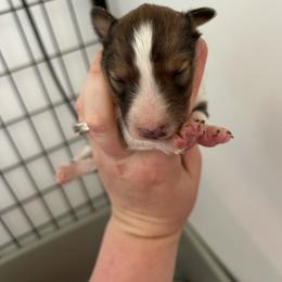Green - White and sable male Shetland Sheepdog puppy in Fontanelle, Iowa from Jensen Farms Shelties
