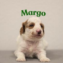 Margo - Parti female Goldendoodle puppy in College Station, Texas from Em & El Doodles