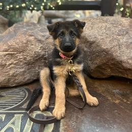 German Shepherd Puppies from Golden Ridge