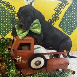 Black (formerly Silver) Collar Male - Black and white male Great Dane puppy in Wimberley, Texas from Heart of Texas Great Danes