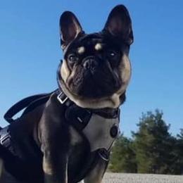 Boston Terriers and French Bulldogs from FrenchieFarmz LLC INC