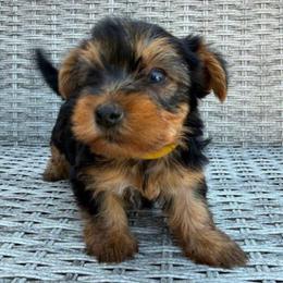 Bentley - Black and tan male Yorkshire Terrier puppy in Boston, Massachusetts from Little Yorkes of Boston