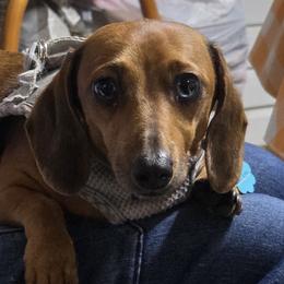 Dachshunds from Mini Doxie Mischief Makers