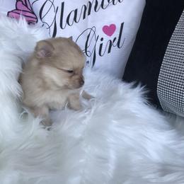 Orange sable - Orange male Pomeranian puppy in Taylor, Texas from Regal Poms