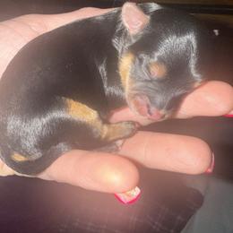 Amari - Black and gold female Morkie puppy in Florence, Kentucky from 4paws4ever by Design