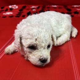 Ozzy - Blue collar - White male Bichon Frise puppy in 63101 (St. Louis Metro Area), Missouri from BichonSTL