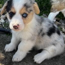 Ciggy - Blue merle and white male American Corgi puppy in Brownstown, Indiana from Brave Country Kennels