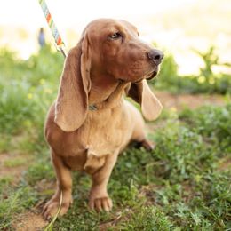 Murphy - Basset Hound
