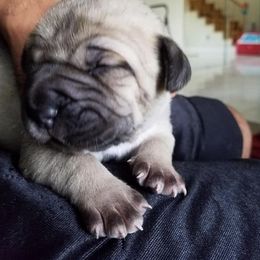 Cane Corso Puppies from Stephenson's Kennel