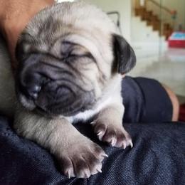 Cane Corso Puppies from Stephenson's Kennel