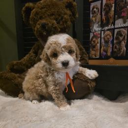 Orange Collar Boy ( 1.9 lbs ) - Cream male Goldendoodle puppy in Bristol, Tennessee from 4goldendoodles