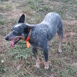 Turbo - Australian Cattle Dog