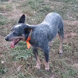 Turbo - Australian Cattle Dog