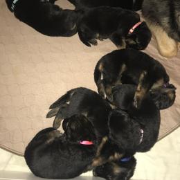 German Shepherd Puppies from EshelmanSchwitz German Shepherd Dogs