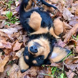 Dachshund Puppies from Hidden Haven Dachshunds