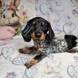 Harvey - Piebald male Dachshund puppy in Herald, California from Bluegum Dachshunds