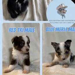 Toy Australian Shepherds from 4LH Australian shepherds