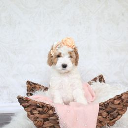 Goldendoodle Puppies from Serene Canyon Doodles