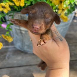 Buttermilk - Chocolate and tan female Dachshund puppy in Payette, Idaho from NT Mini Doxies