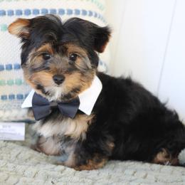 Yorkshire Terrier Puppies from Puppykiss4u