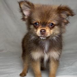 Reeses (tiny boy) - Chocolate and tan male Pomeranian puppy in Hughes Springs, Texas from Hughes Springs Tx Poms
