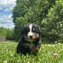 Frodo - Black rust and white male Bernese Mountain Dog puppy in Dundee, Ohio from Steinhaus Dogs
