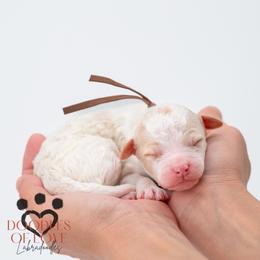 Mister Brown - Parti male Labradoodle puppy in Travelers Rest, South Carolina from Doodles of Love Labradoodles