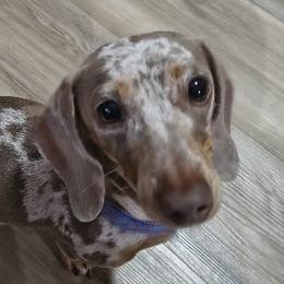 Dachshunds from Seaside Dachshunds
