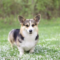 Siri - Pembroke Welsh Corgi