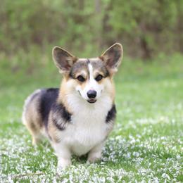 Siri - Pembroke Welsh Corgi