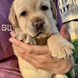 Dobby - Yellow male Labrador Retriever puppy in Rochester, New Hampshire from Merrydale Labradors