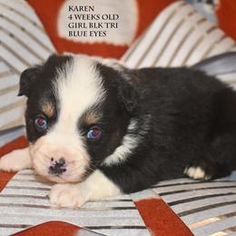 Karen - Black tri female Miniature Australian Shepherd puppy in Patterson, North Carolina from DreamLine Aussies